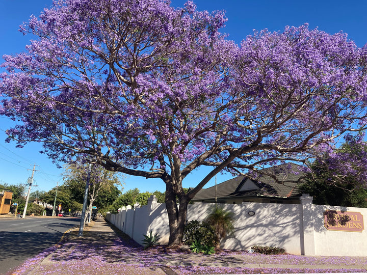 Jacaranda Tree