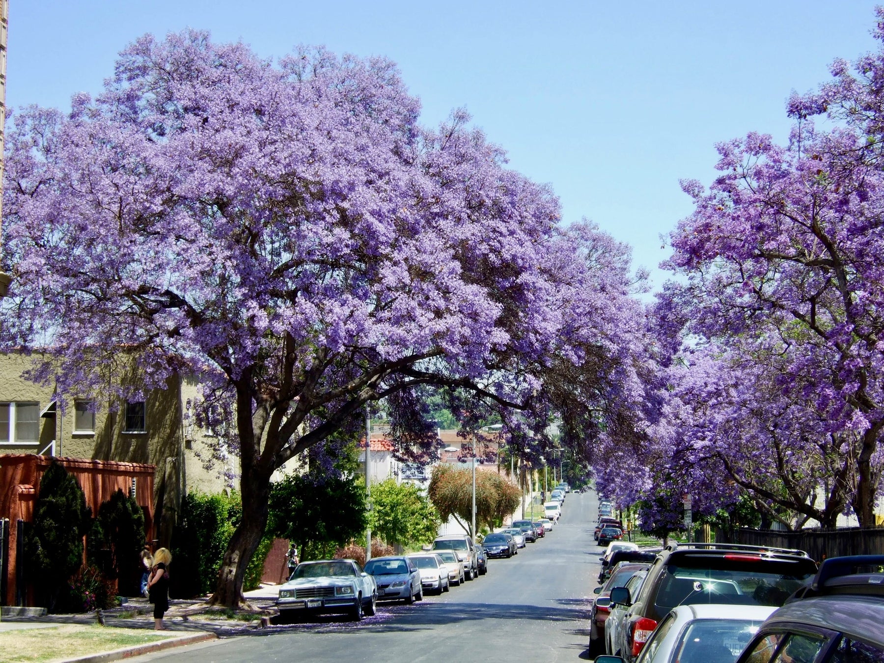 jacaranda house plant Jacaranda mimosifolia (J. acutifolia)