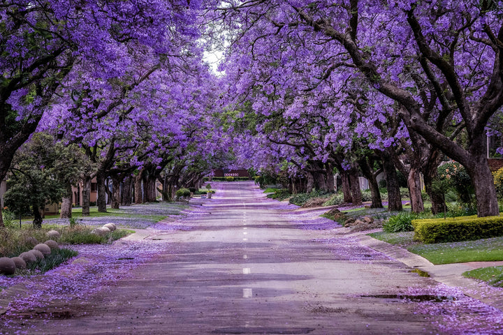 Jacaranda Tree