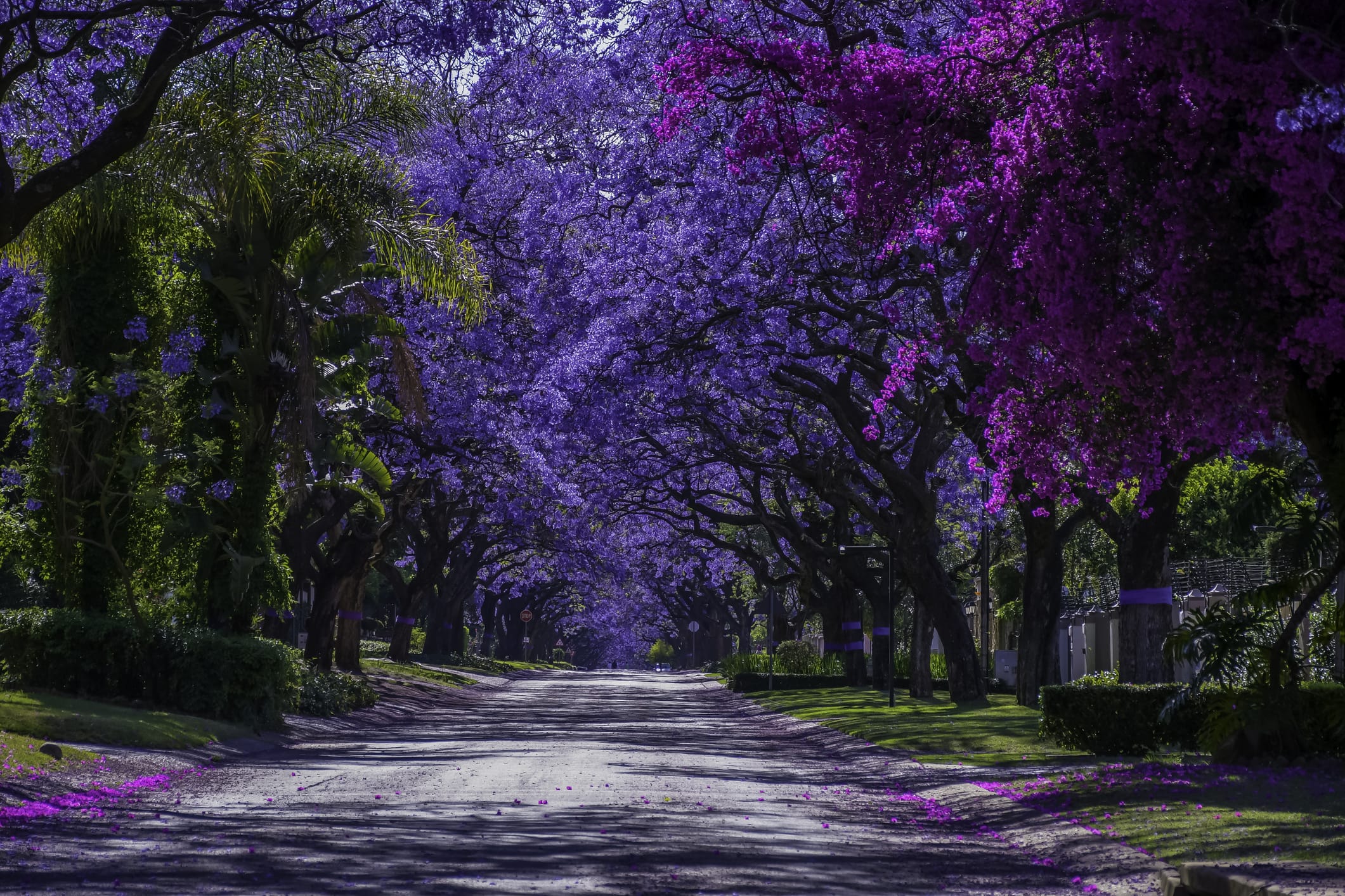 Jacaranda mimosifolia (J. acutifolia) - 15 Gallon and 24