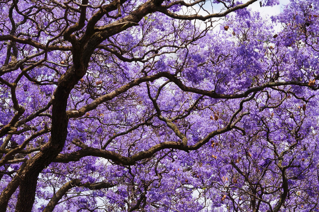 lavender flower trees Jacaranda mimosifolia (J. acutifolia)