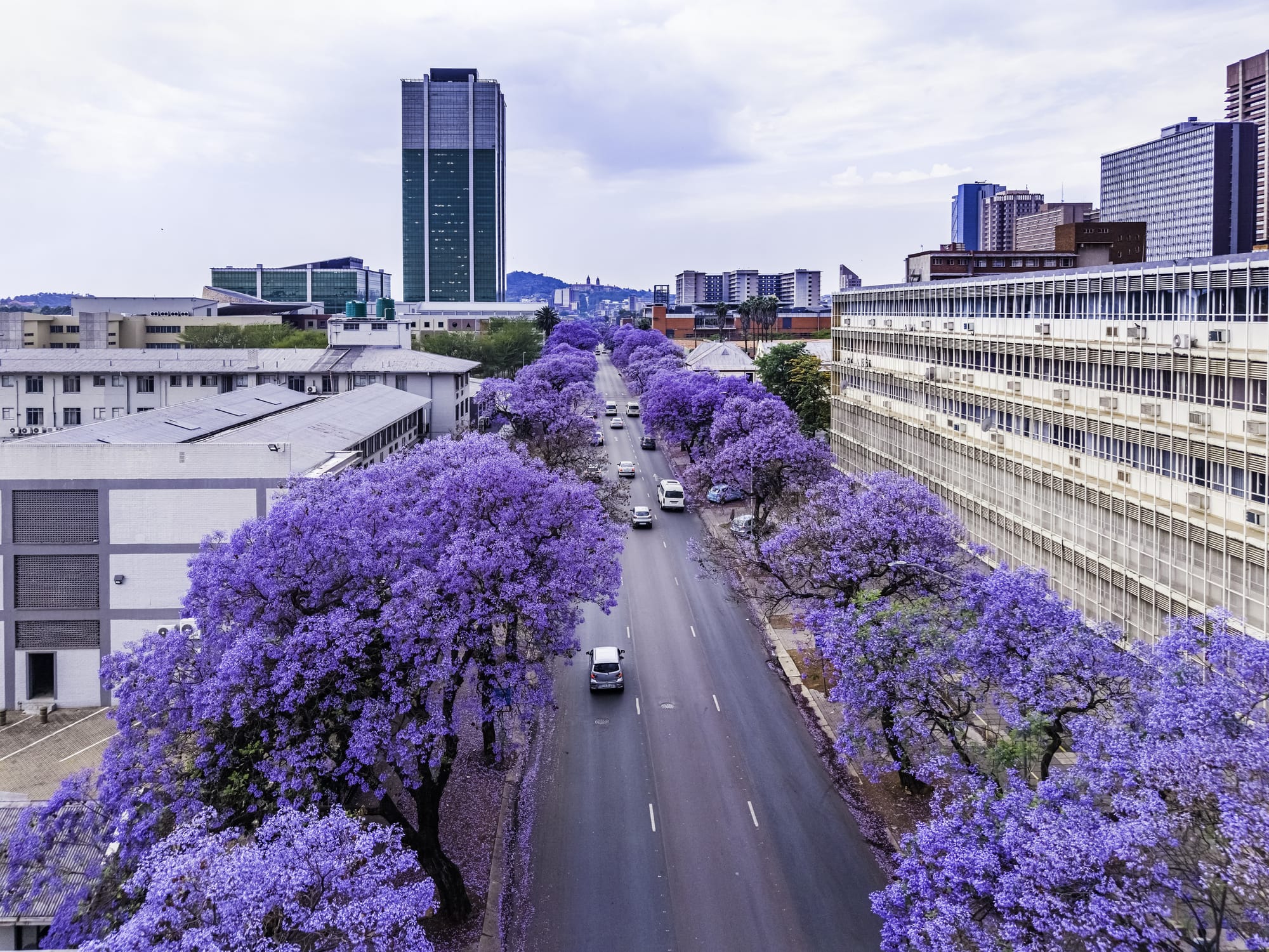 Jacaranda mimosifolia (J. acutifolia) - 15 Gallon and 24
