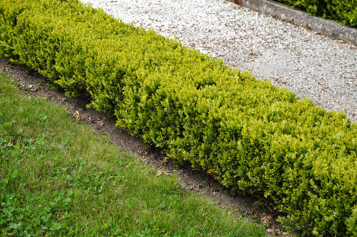 Japanese Boxwood