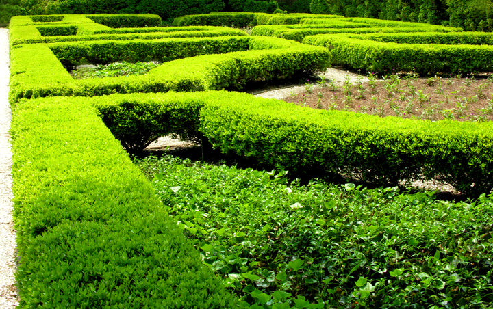 Japanese Boxwood