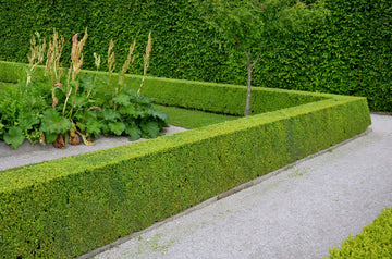 Japanese Boxwood Plant