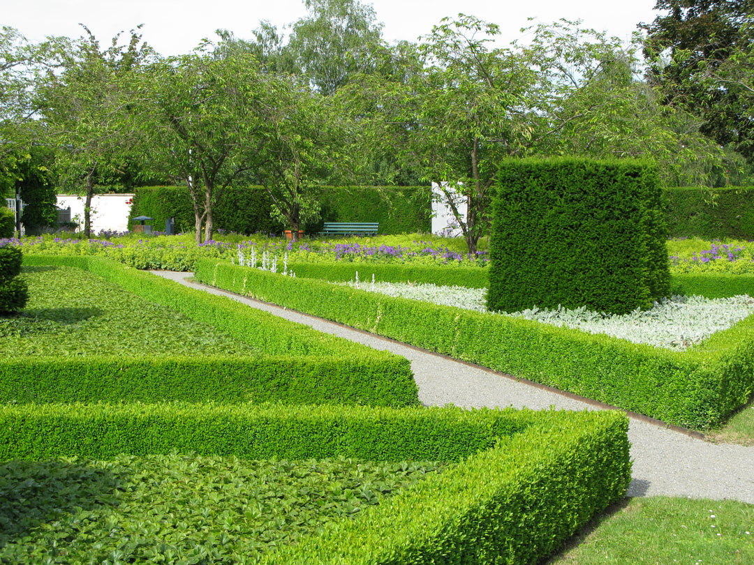 Japanese Boxwood
