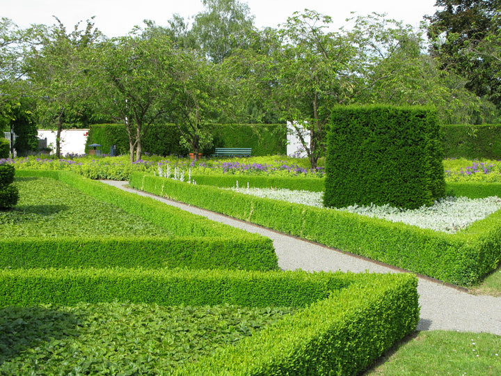 Japanese Boxwood