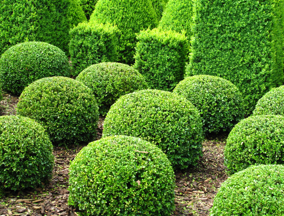 Japanese Boxwood - 24" Box Globe