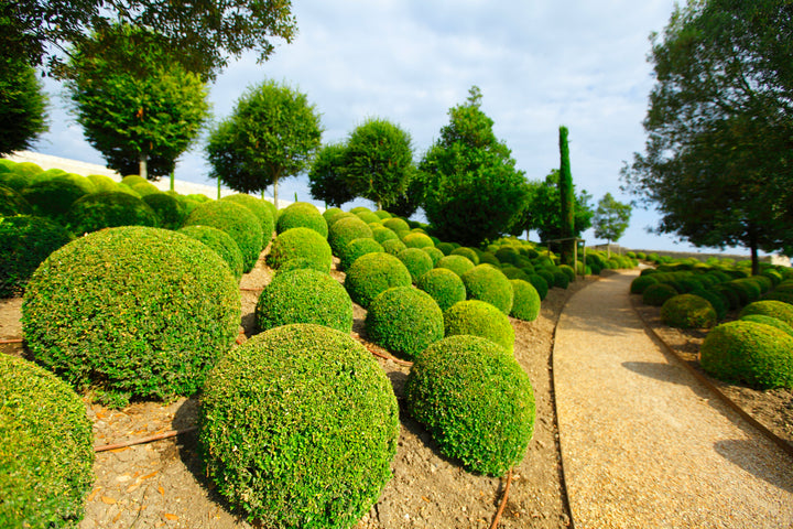Japanese Boxwood - 24" Box Globe