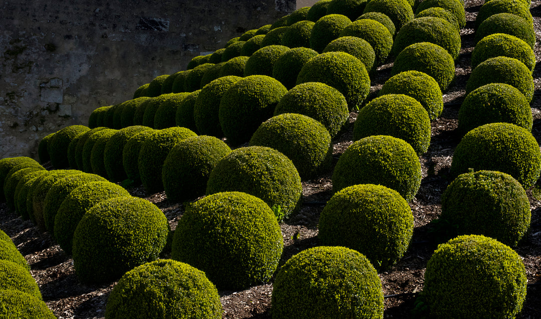 Japanese Boxwood - 24" Box Globe