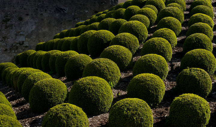 Japanese Boxwood - 24" Box Globe