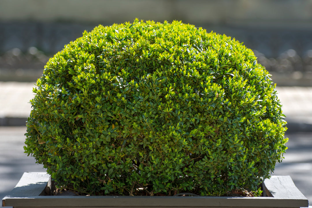 Japanese Boxwood - 24" Box Globe