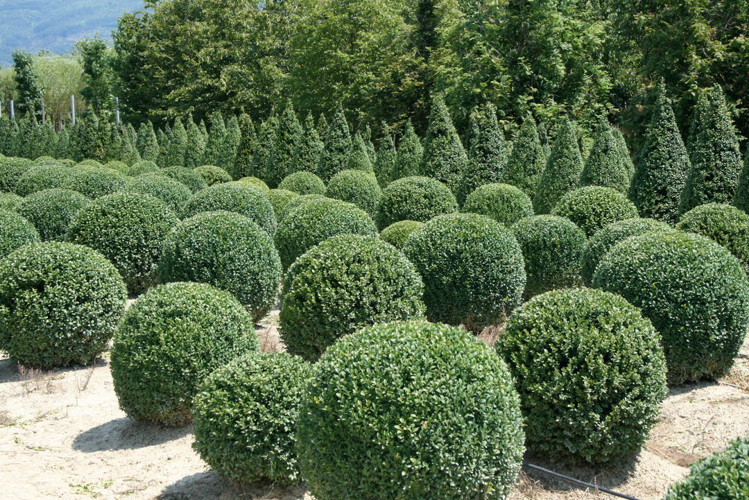 Japenese Boxwood 'Winter Gem' - 15 Gallon Globe
