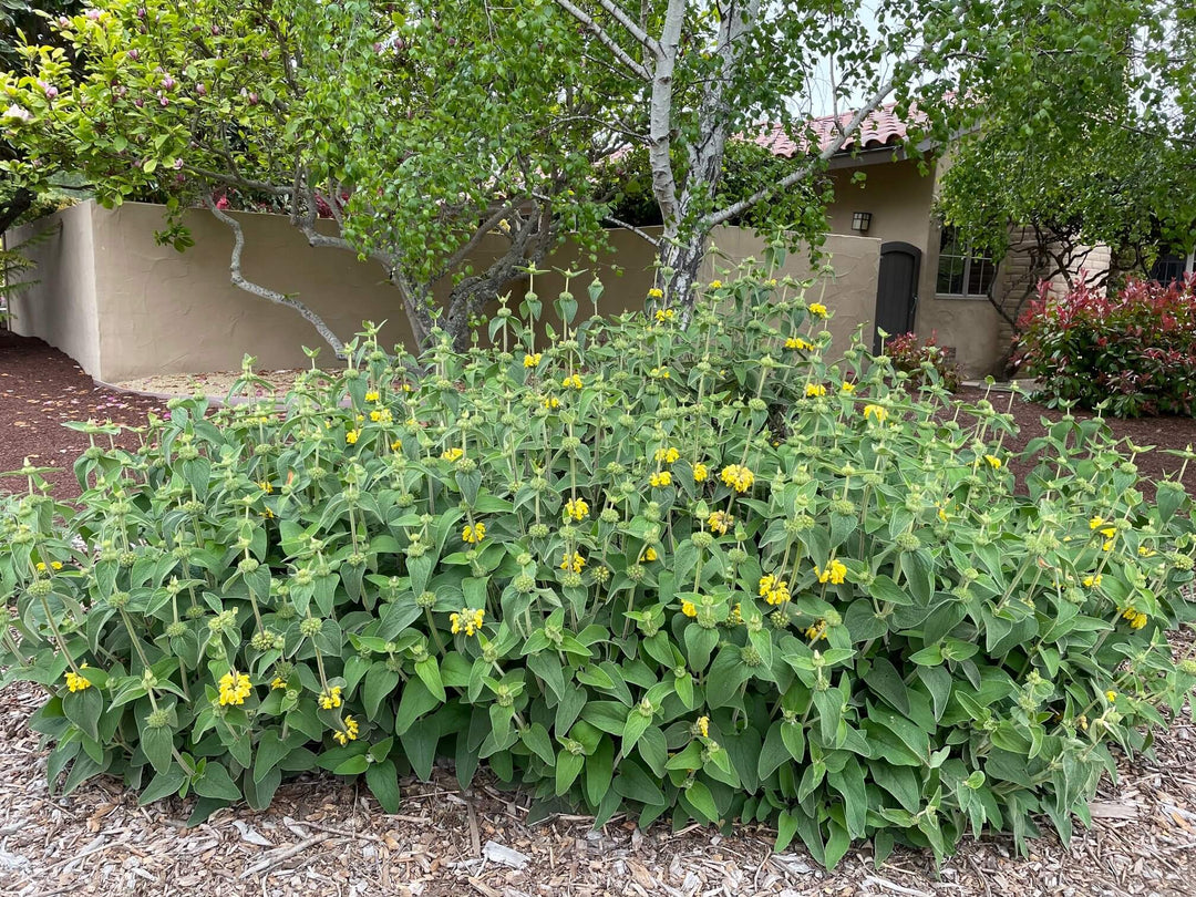 Jerusalem Sage - 5 Gallon
