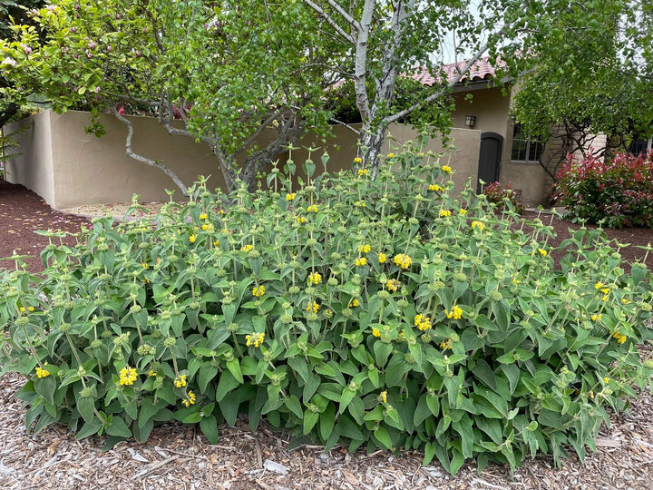 Jerusalem Sage - 5 Gallon