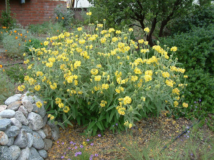 Jerusalem Sage - 5 Gallon
