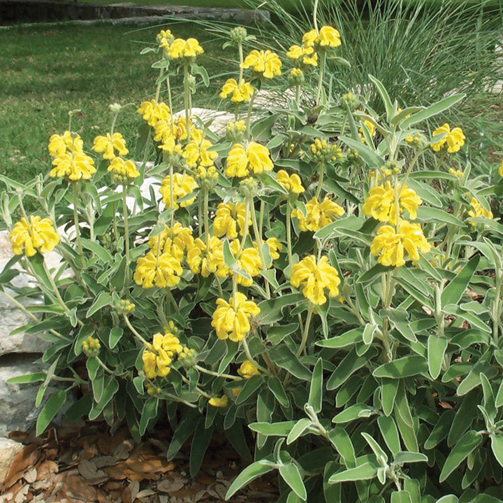 Jerusalem Sage - 5 Gallon