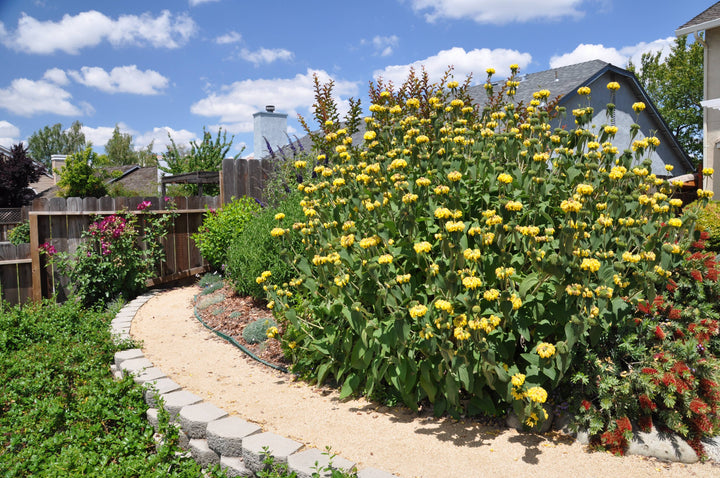 Jerusalem Sage - 5 Gallon