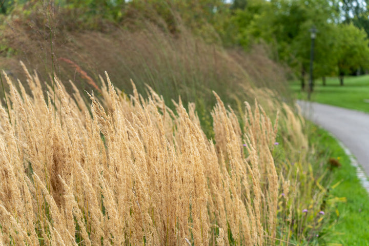 Karl Foerster Feather Reed Grass