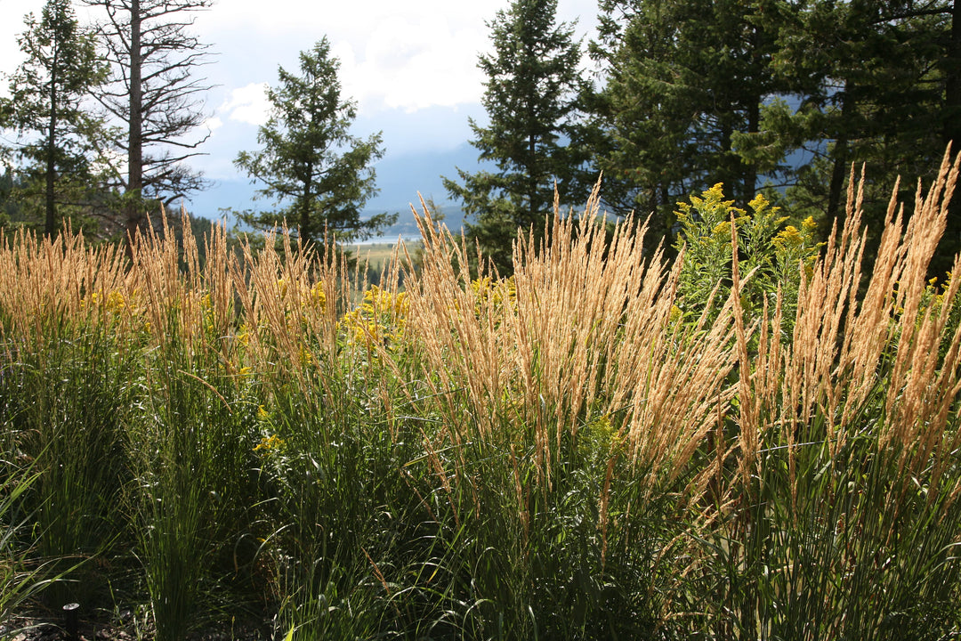 Karl Foerster Feather Reed Grass