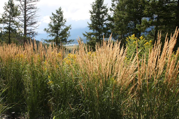 Karl Foerster Feather Reed Grass