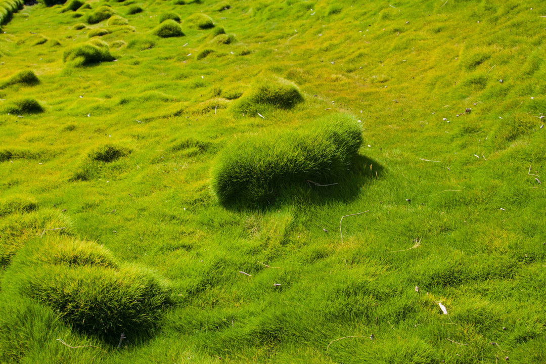 Korean Grass