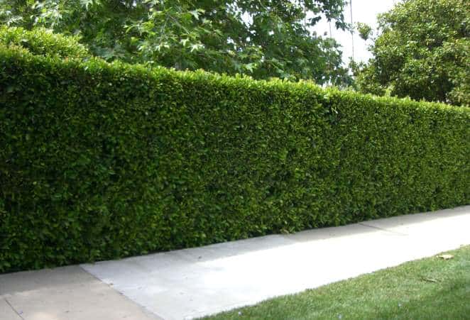 Wax Leaf Privet  - 15 Gallon Staked