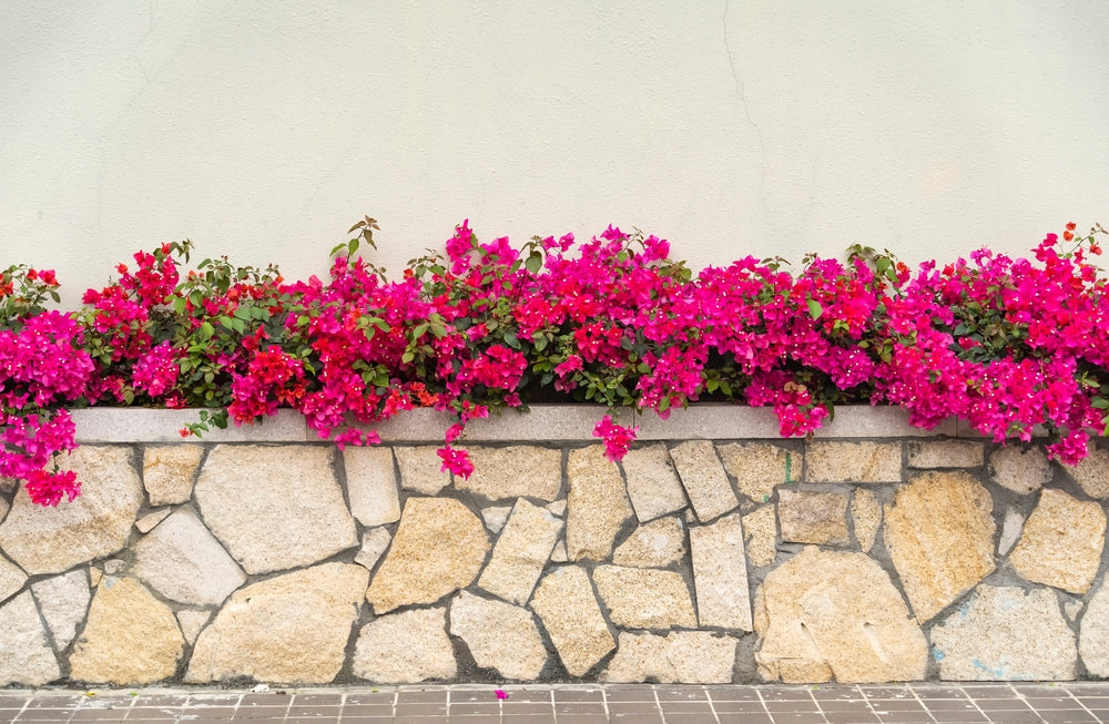 La Jolla Red Bougainvillea Bush