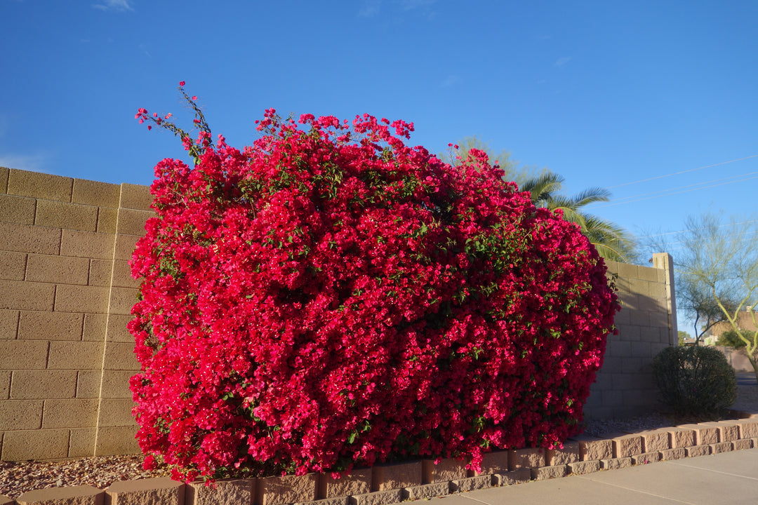 La Jolla Red Bougainvillea Bush
