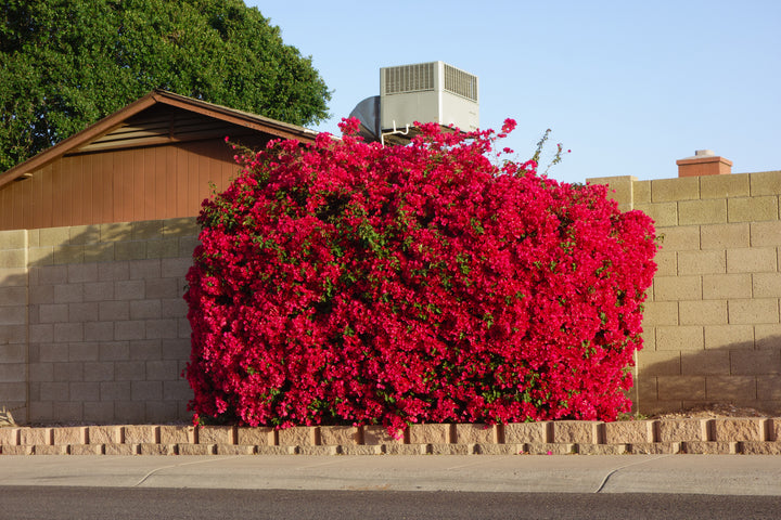 La Jolla Red Bougainvillea Bush