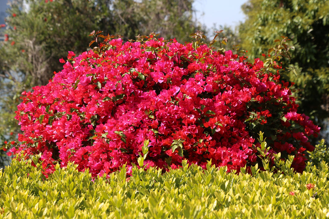 La Jolla Red Bougainvillea Bush