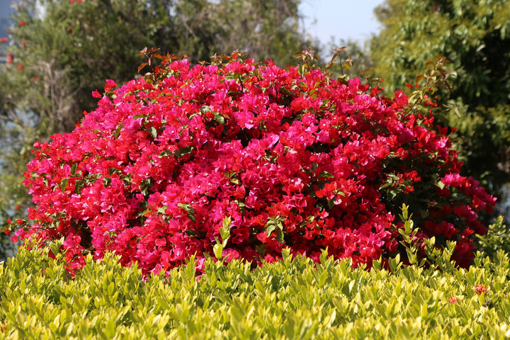 La Jolla Red Bougainvillea Bush