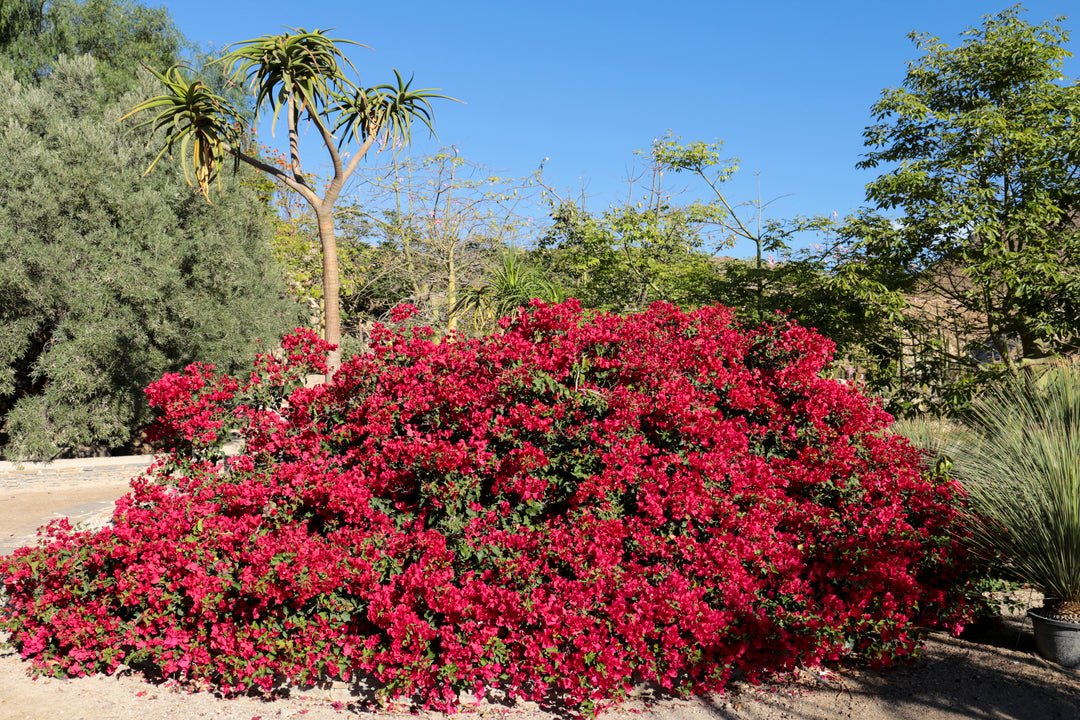 La Jolla Red Bougainvillea Bush