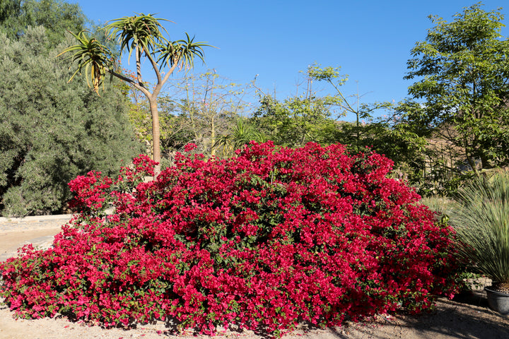 La Jolla Red Bougainvillea Bush