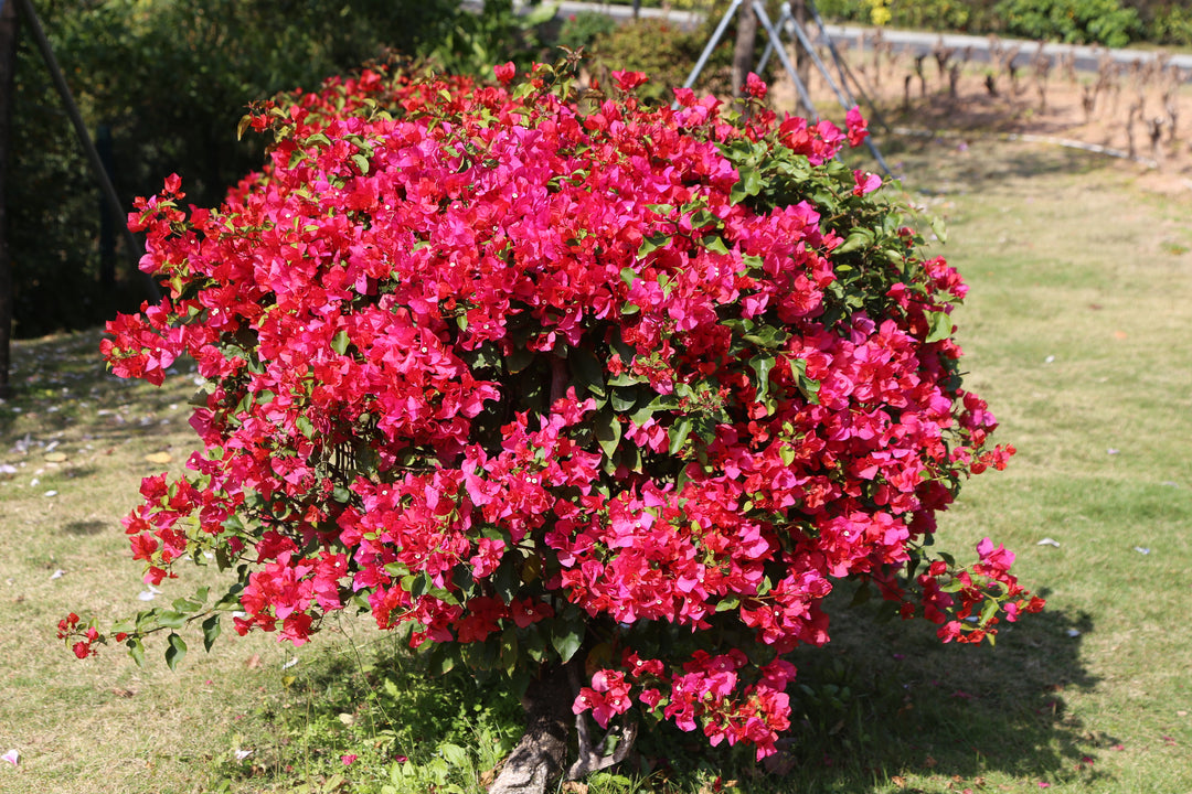 La Jolla Red Bougainvillea Bush