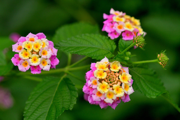 Lantana Pink - 5 Gallon