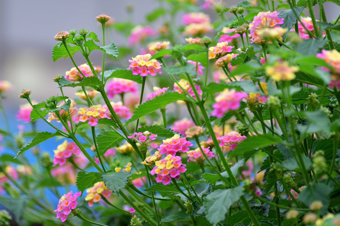 Lantana Pink - 5 Gallon