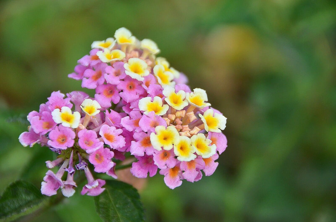 Lantana Pink - 5 Gallon