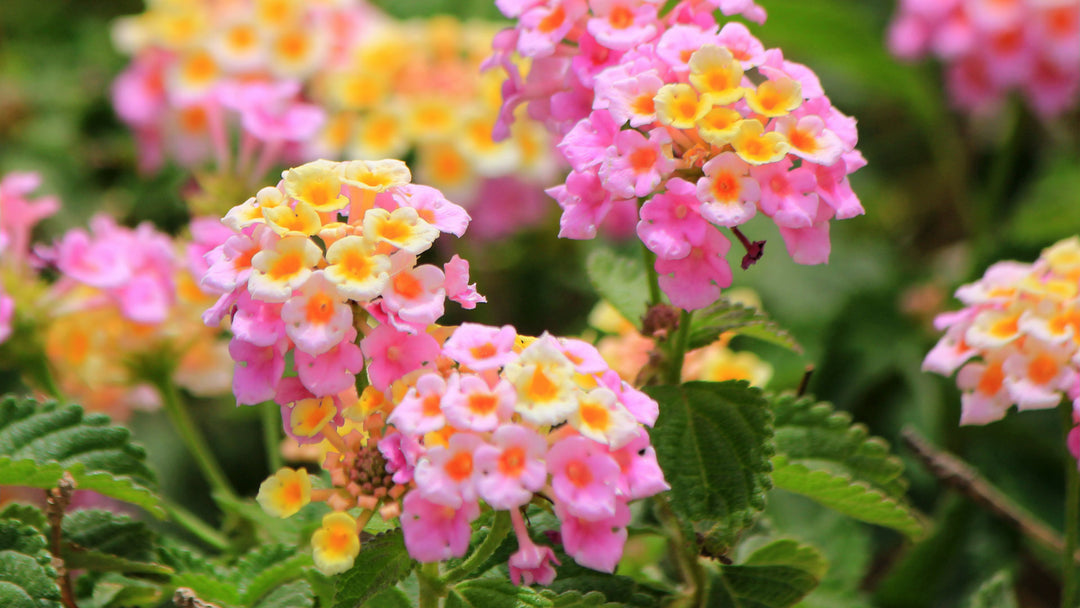Lantana Pink - 5 Gallon