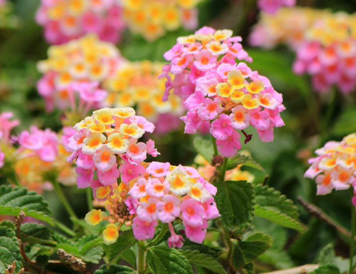 Lantana Pink - 5 Gallon