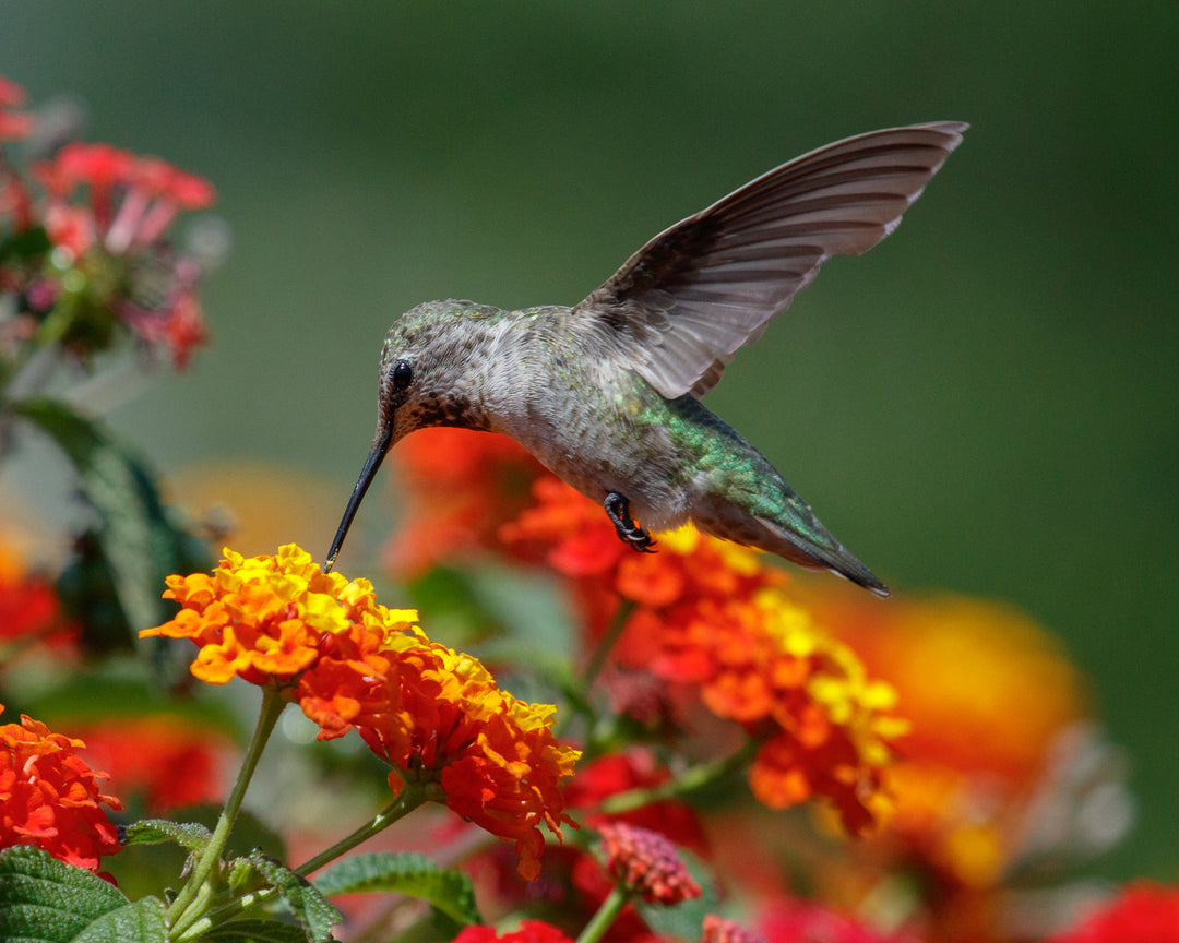 Lantana Radiation Bush - 5 Gallon