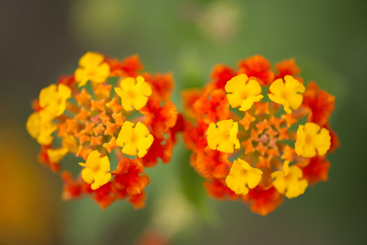 Lantana Radiation Bush - 5 Gallon