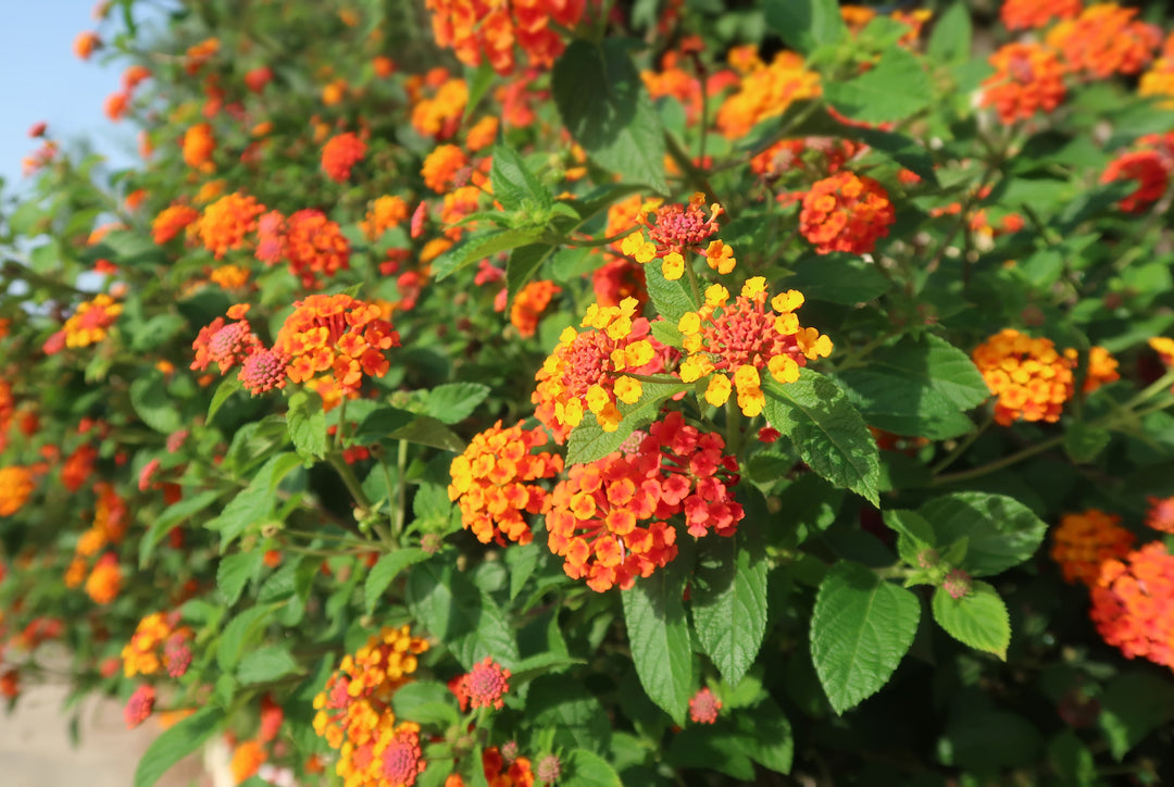 Lantana Radiation Bush - 5 Gallon