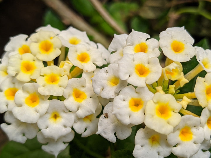 Lantana White Trailing - 5 Gallon
