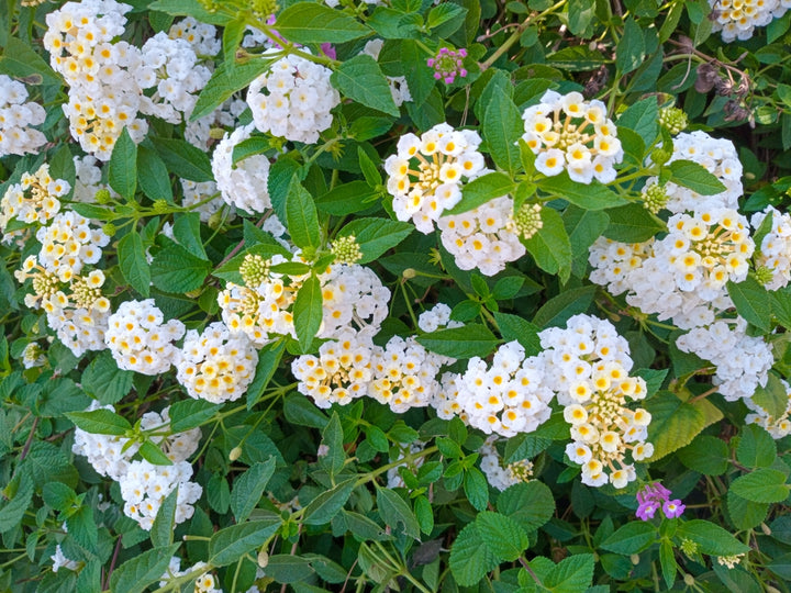 Lantana White Trailing - 5 Gallon