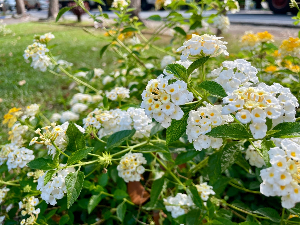 Lantana White Trailing - 5 Gallon