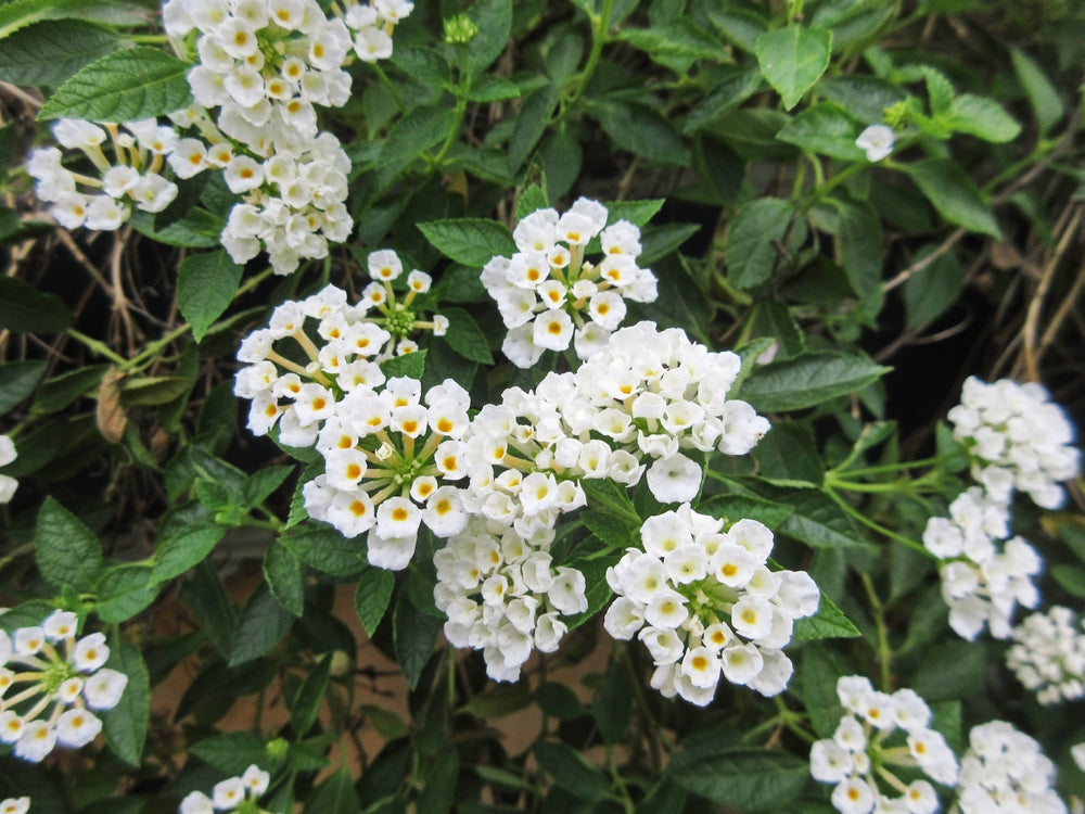 Lantana White Trailing - 5 Gallon