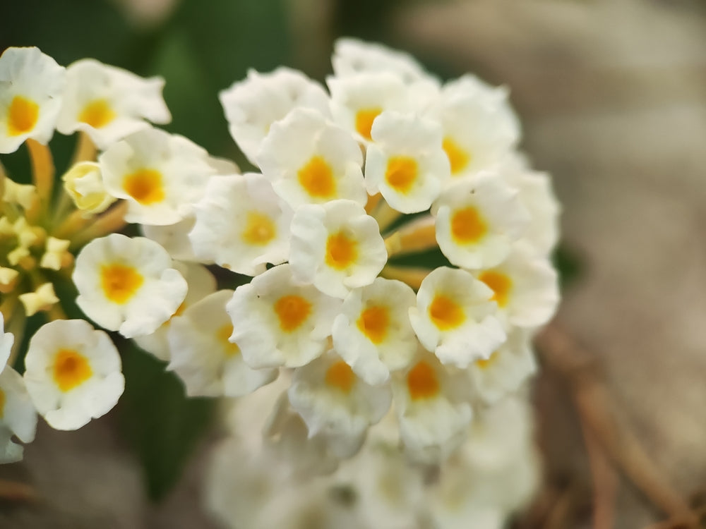 Lantana White Trailing - 5 Gallon