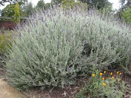 goodwin creek lavender plant Goodwin Creek Gray Lavender