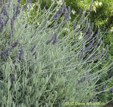 Goodwin Creek Gray Lavender